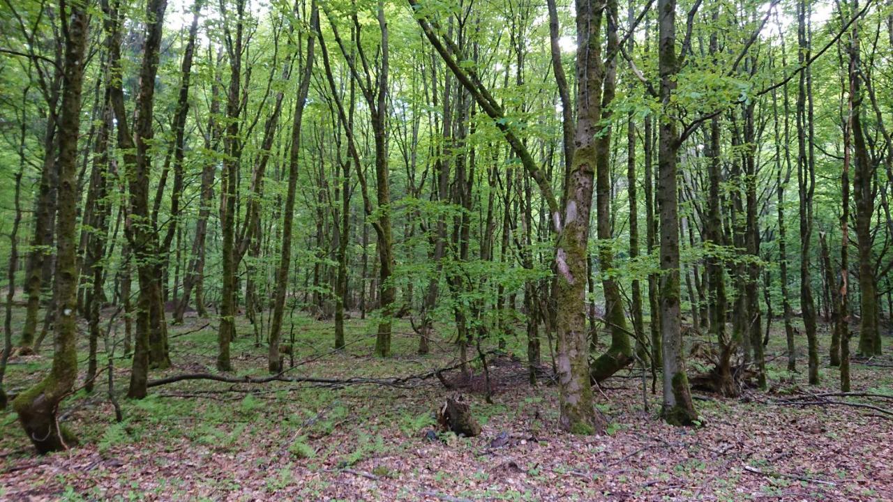 Haus Hasenmueller Lägenhet Schmiedefeld am Rennsteig Exteriör bild
